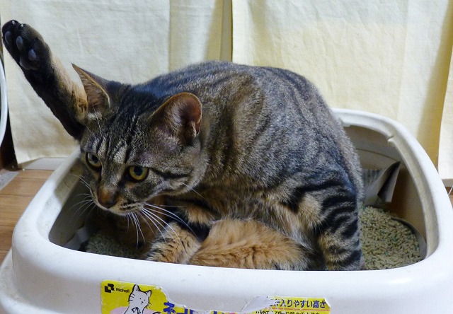 そこ・・・トイレのはずなんだけど_b0166128_1015665.jpg