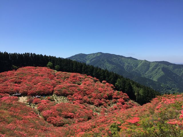 葛城山　つつじ_d0192531_1153766.jpg