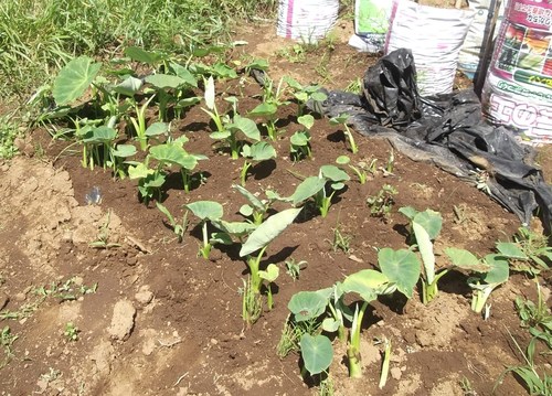 初夏ですが..秋野菜の植え付け!_b0137932_17571350.jpg