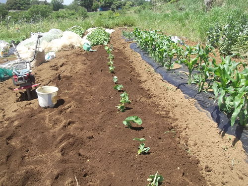 初夏ですが..秋野菜の植え付け!_b0137932_17581029.jpg
