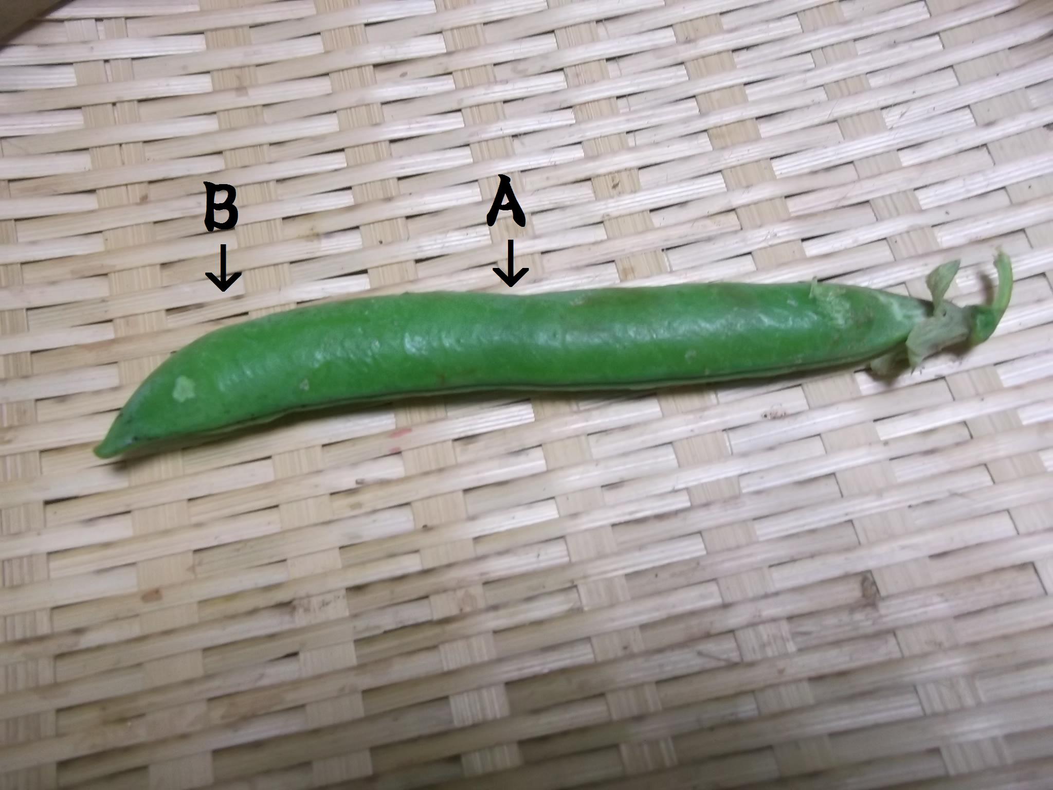 グリンピースの簡単な皮むき方法.(裏技)_b0137932_2134343.jpg