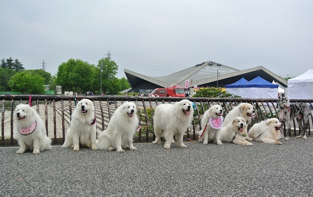 関東遠征旅行(^^♪その②【駒沢ピレ祭り編】_e0155935_15514778.jpg