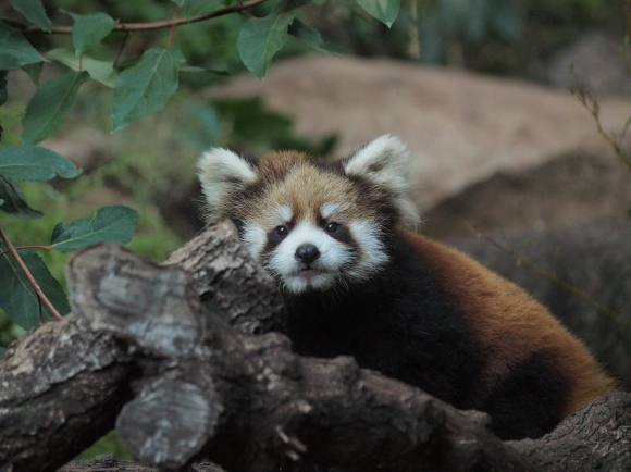 Zoológico Nacional de Chile で Panda Rojo 4_a0149740_18244236.jpg