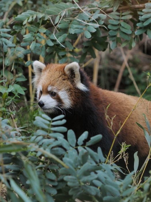 Zoológico Nacional de Chile で Panda Rojo 4_a0149740_18252168.jpg