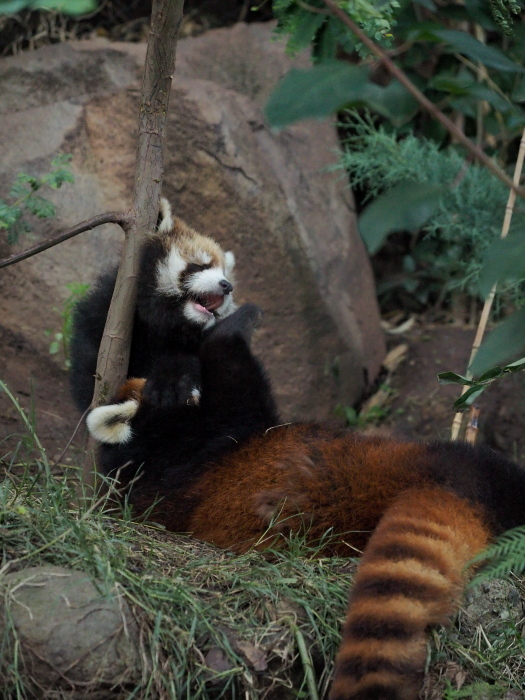 Zoológico Nacional de Chile で Panda Rojo 4_a0149740_18260511.jpg
