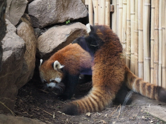 Zoológico Nacional de Chile で Panda Rojo 4_a0149740_18262450.jpg