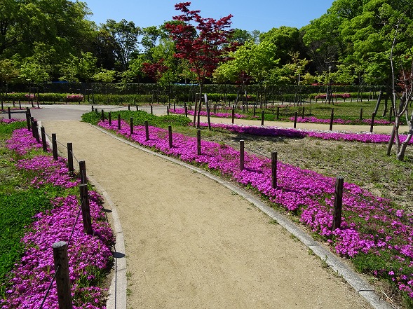 大阪城公園の花 彩の気まぐれ写真