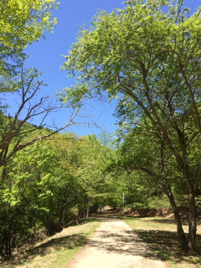 戸渡尾根から帰小屋_c0369344_16034835.jpeg