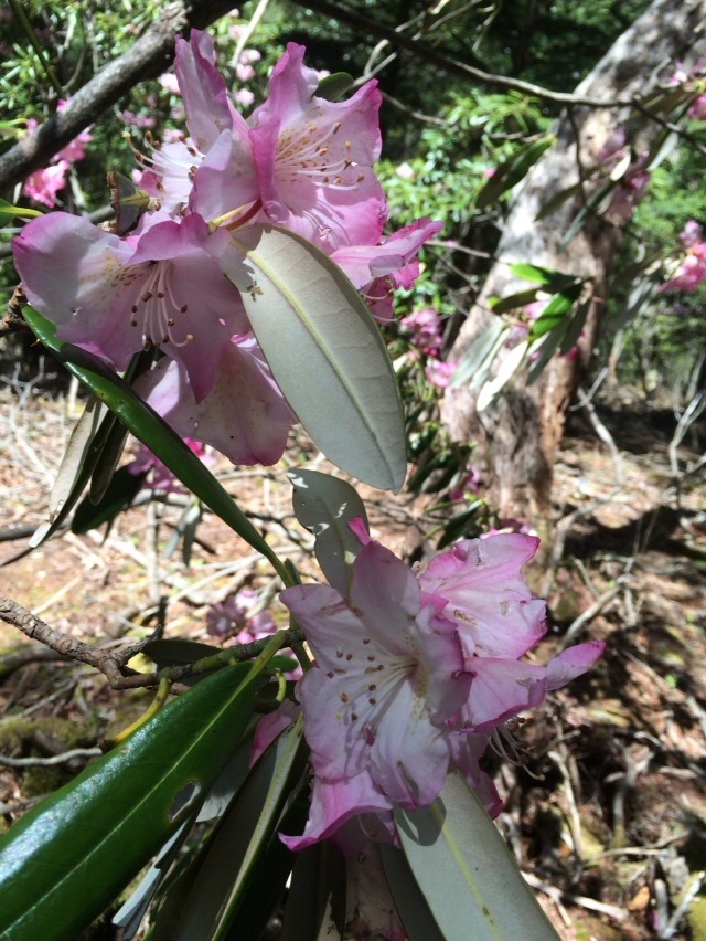 戸渡尾根から帰小屋_c0369344_16060411.jpeg