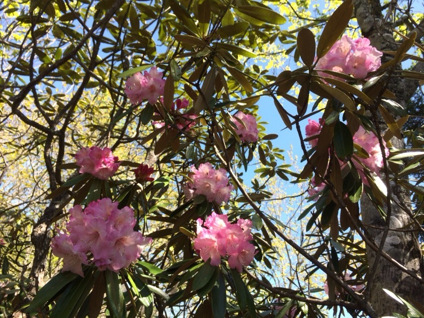 戸渡尾根から帰小屋_c0369344_16091776.jpeg