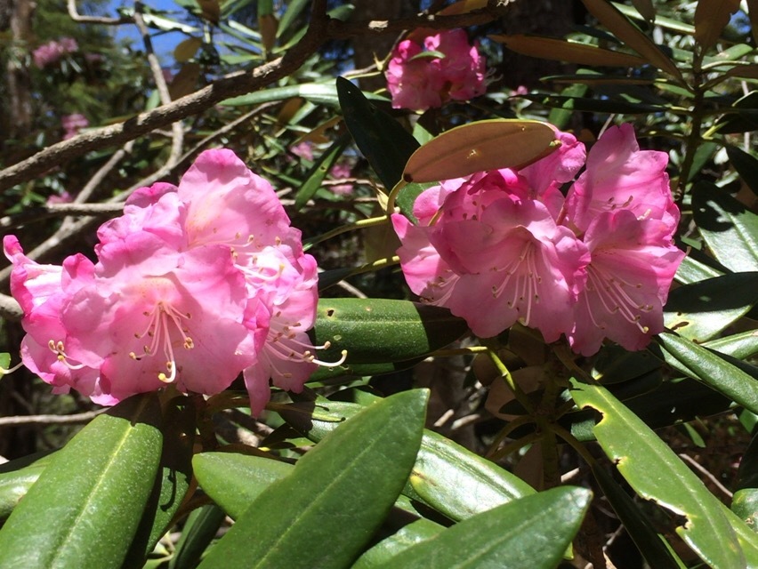 戸渡尾根から帰小屋_c0369344_16100507.jpeg