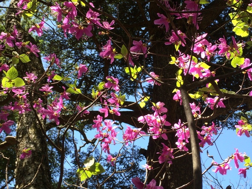 戸渡尾根から帰小屋_c0369344_16104654.jpeg