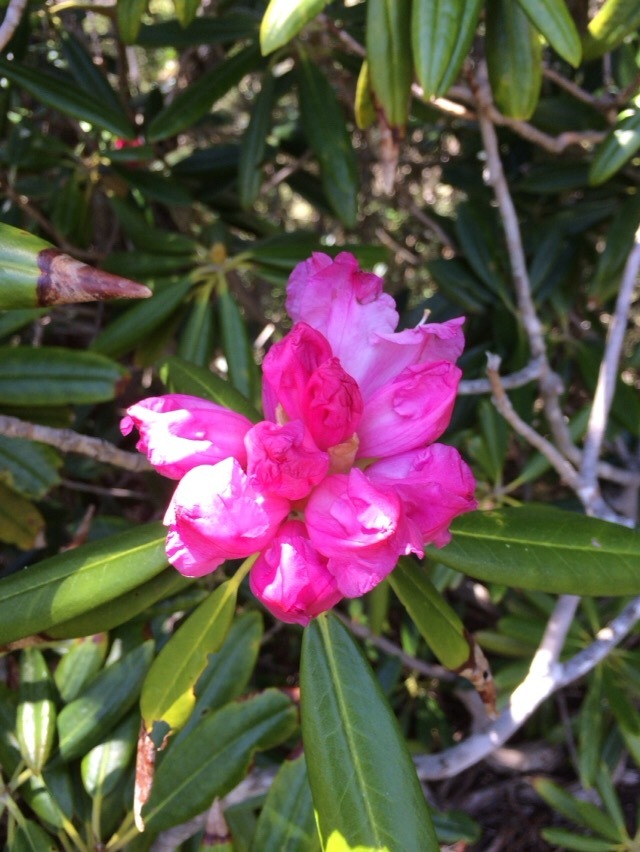 戸渡尾根から帰小屋_c0369344_16121430.jpeg