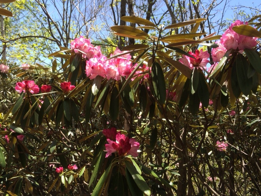 戸渡尾根から帰小屋_c0369344_16124979.jpeg