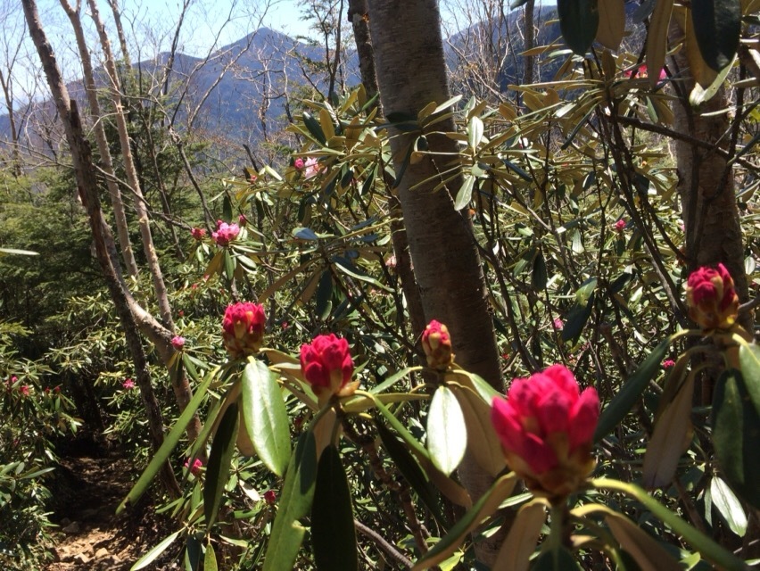 戸渡尾根から帰小屋_c0369344_16132601.jpeg