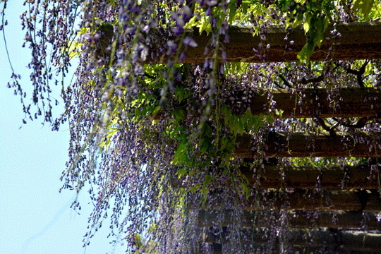 c0093046_20184456.gif