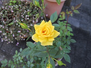 e0090555_37843.jpg