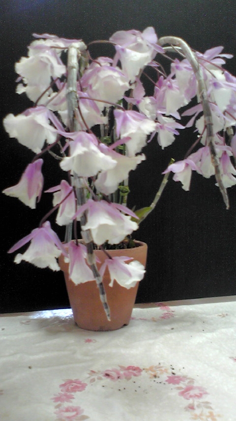 Den.aphyllum 寄せ植え Den.aphyllum 寄せ植え Den.aphyllum 寄せ植え Monthly_report