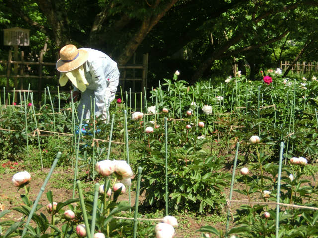 見損なった舞鶴公園の芍薬_f0156960_14295239.jpg