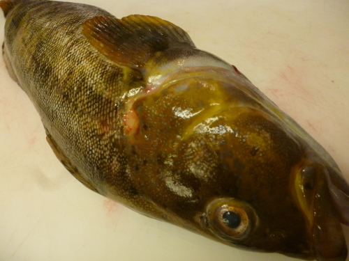 今日のお魚です!_e0252966_13105576.jpg