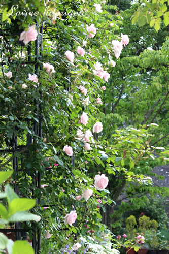 c0139168_145231.jpg