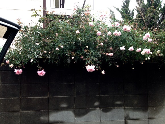 d0178877_06205036.jpeg