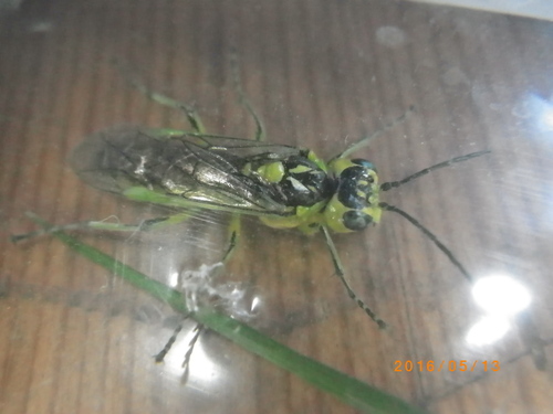 クロ ムネ アオ ハバチ_e0290580_2251796.jpg