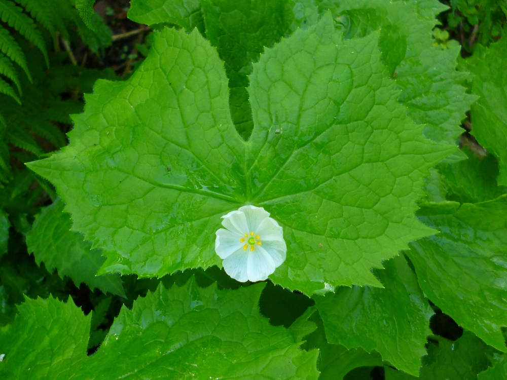 e0355083_2011022.jpg