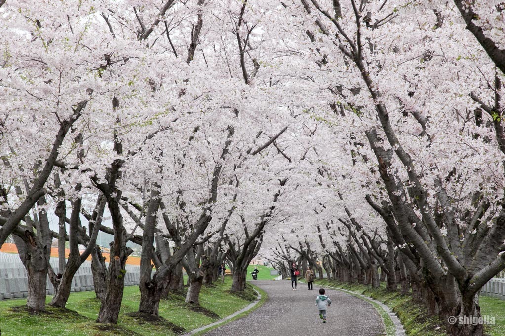 戸田記念墓地公園はそろそろのようだ_a0015198_15371187.jpg