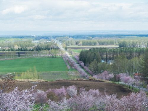 上札内の丘の上「桜六花公園」の桜も満開になっています。_f0276498_16065514.jpg
