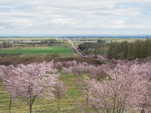 上札内の丘の上「桜六花公園」の桜も満開になっています。_f0276498_16084216.jpg