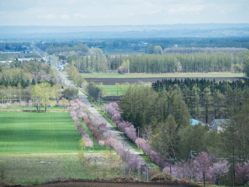 上札内の丘の上「桜六花公園」の桜も満開になっています。_f0276498_16103791.jpg