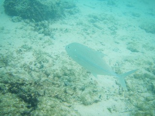 オススメポイントその３　遠浅の海_d0039999_22231060.jpg