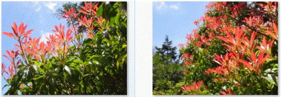 f0231709_1615731.gif