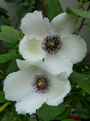 b0099813_04445.jpg