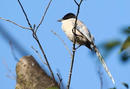 探鳥日和の本日も精勤中　先日のオナガ　ＦＧＯにて_d0346713_19552716.jpg