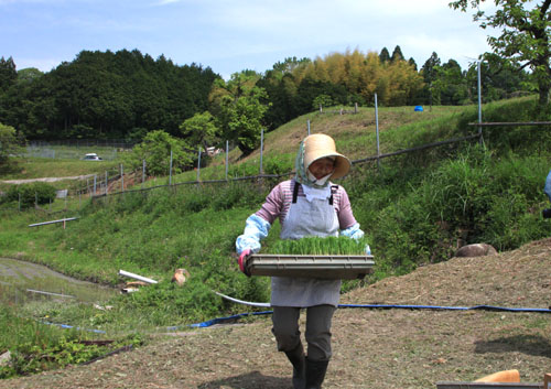 棚田の田植え_e0048413_2255337.jpg