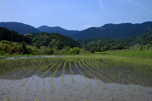 棚田の田植え_e0048413_2273682.jpg