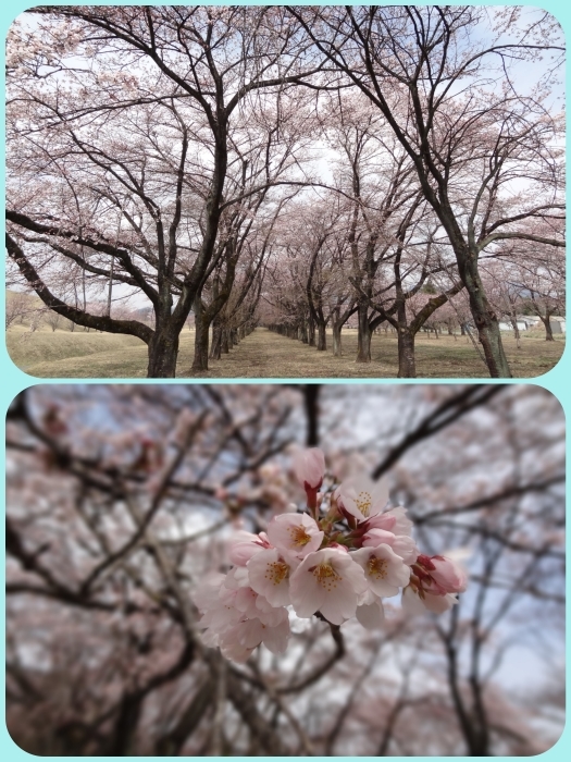 温泉♨ランチ＆桜 2016年4月3日(日)_b0290816_22144927.jpg