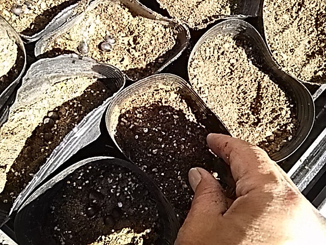 f0227321_167269.jpg