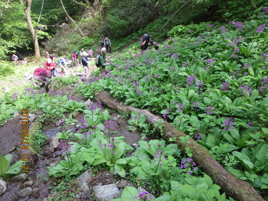 2016.5.14金剛山のクリンソウ_a0048823_19532021.jpg