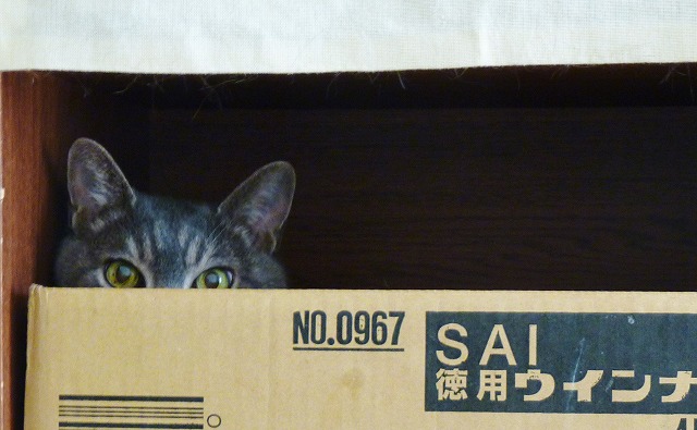 不機嫌な飼い主_b0166128_95723100.jpg