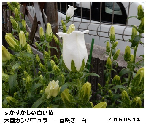 花日記・咲く花_e0033229_1730238.jpg