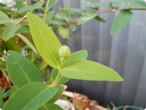 花日記・咲く花_e0033229_1737418.jpg