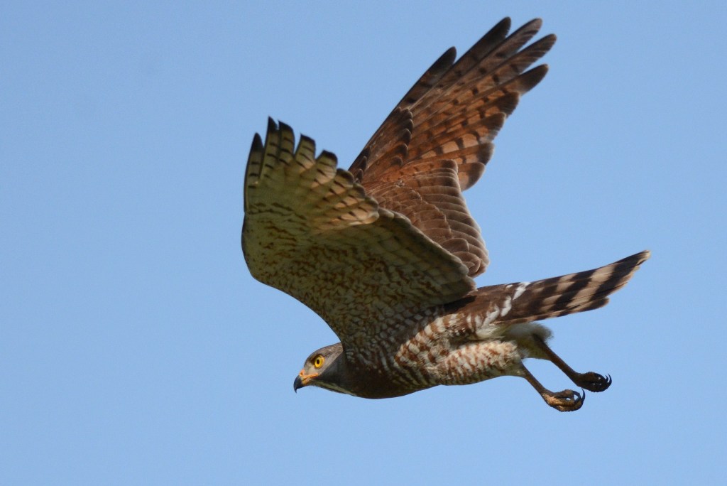 Grey-faced Buzzard_f0350530_2211950.jpg