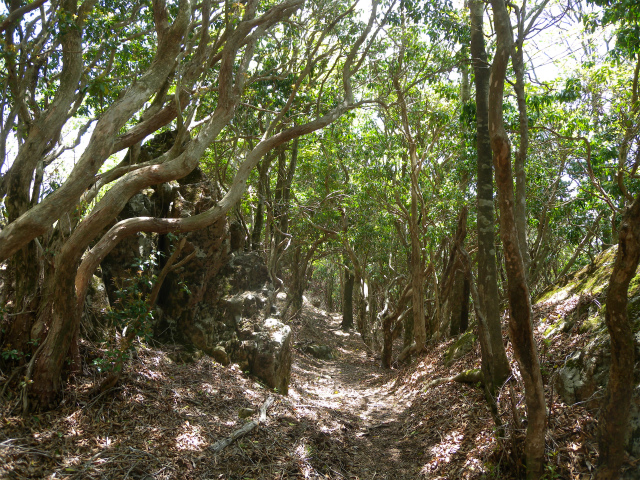 傾山山行！（払鳥屋コース）_e0272335_1946102.jpg