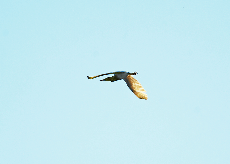 d0290240_22013249.gif