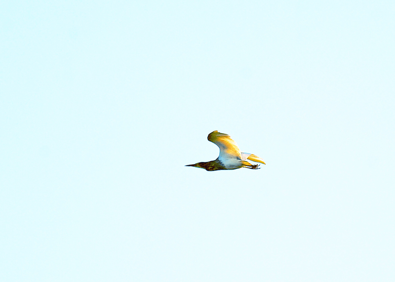 d0290240_22014359.gif