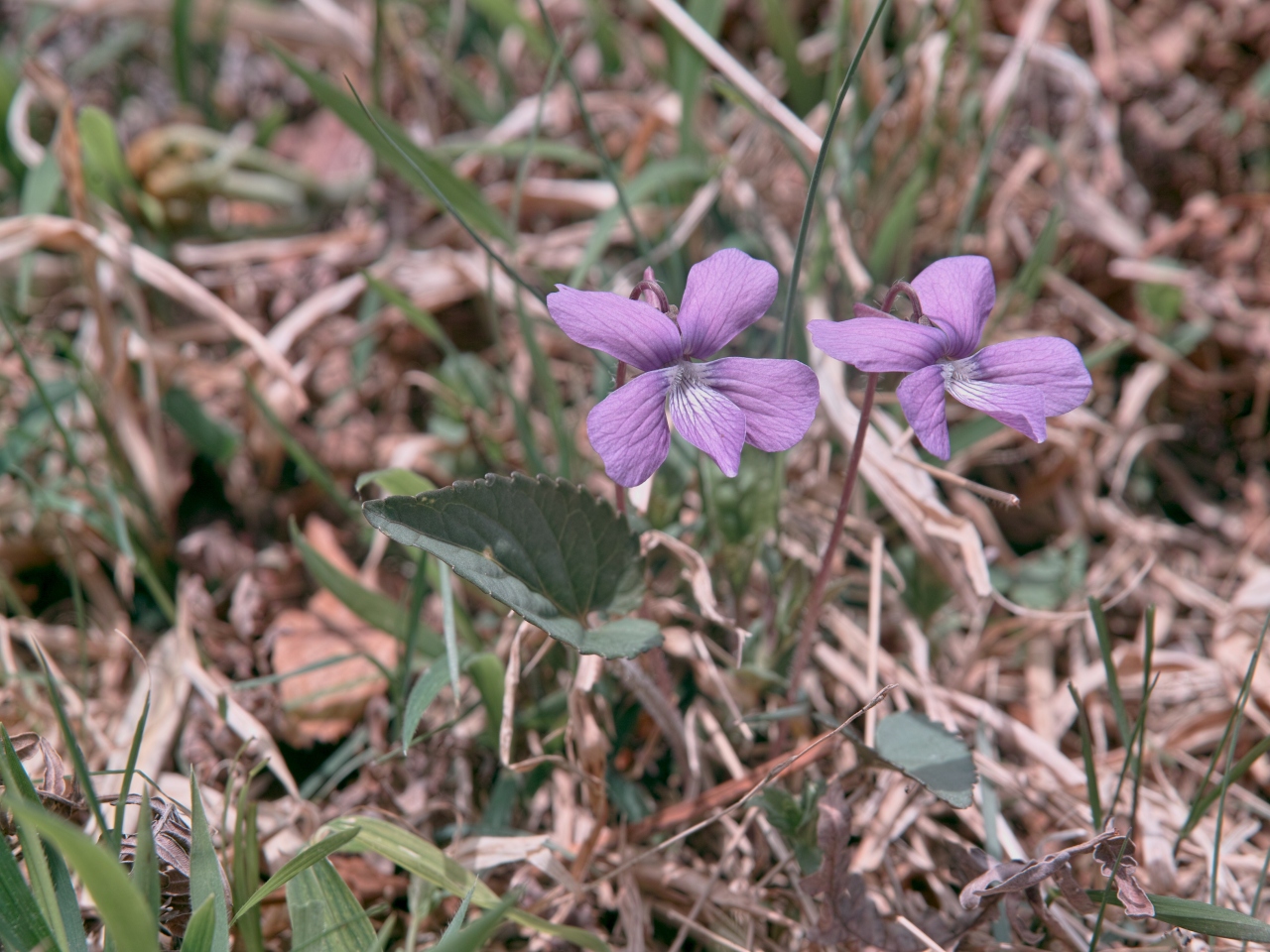 三兎を追う丹勢山へ_c0008948_818556.jpg