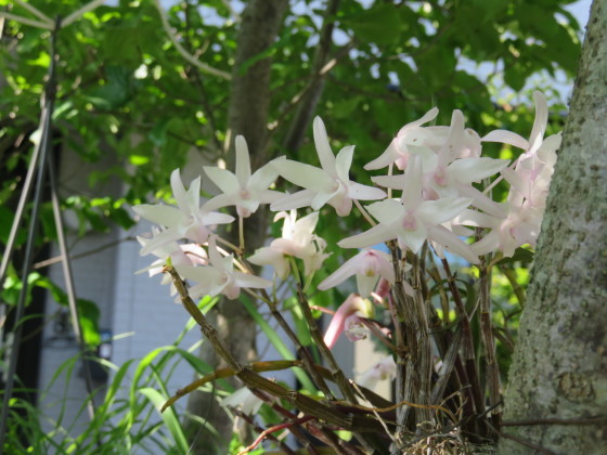 鼻炎の元はイネ科植物の花粉_c0367054_21500951.jpg